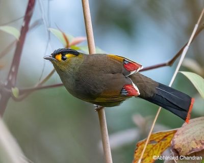 Garrulaxe des Buguns