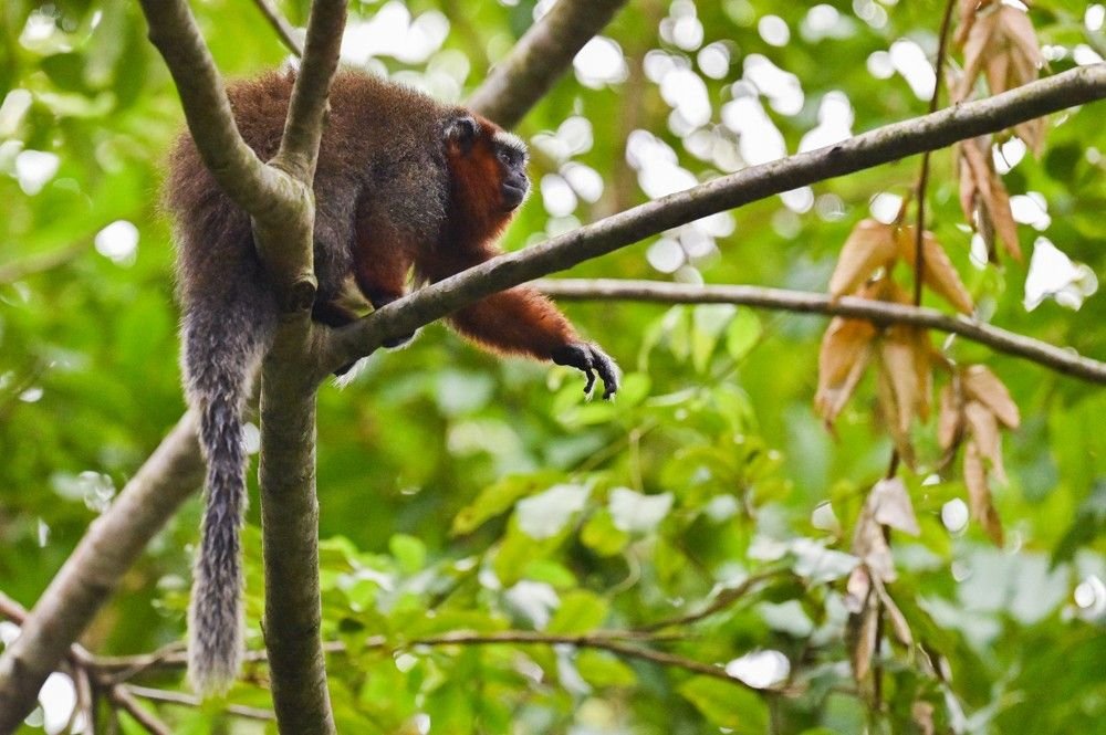 Titi orné (endémique)