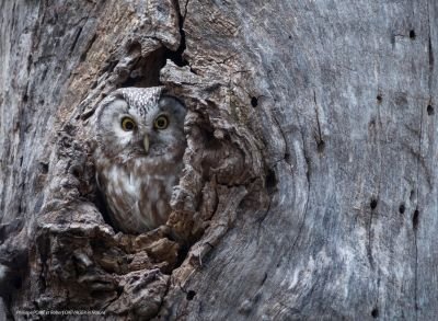 Chouette de Tengmalm