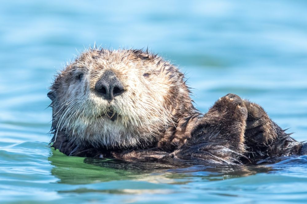Loutre de mer