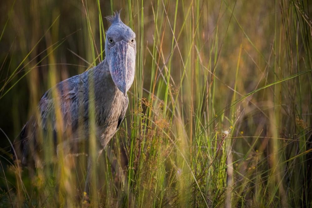 Bec en Sabot du Nil, Voyage Ouganda