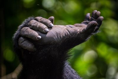 Détail Gorille, forêt Ouganda