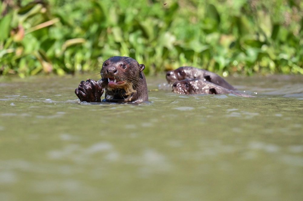 Rencontre avec une famille de loutres géantes au Pantanal