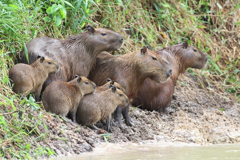 Capybaras