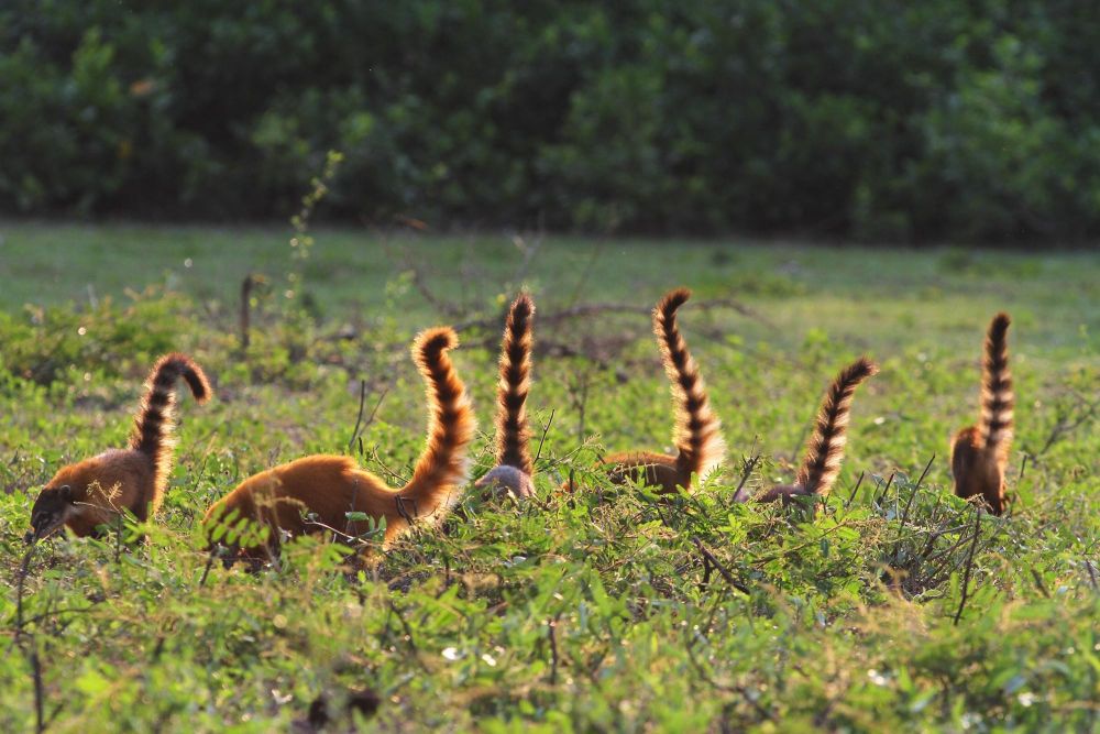 Coatis