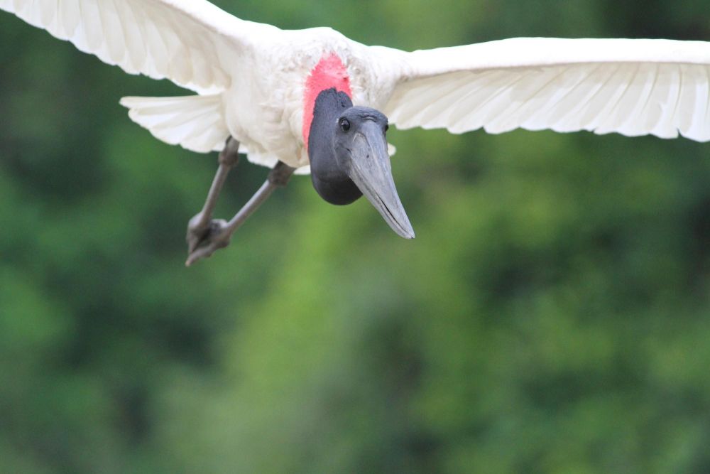 Jabiru d'Amérique
