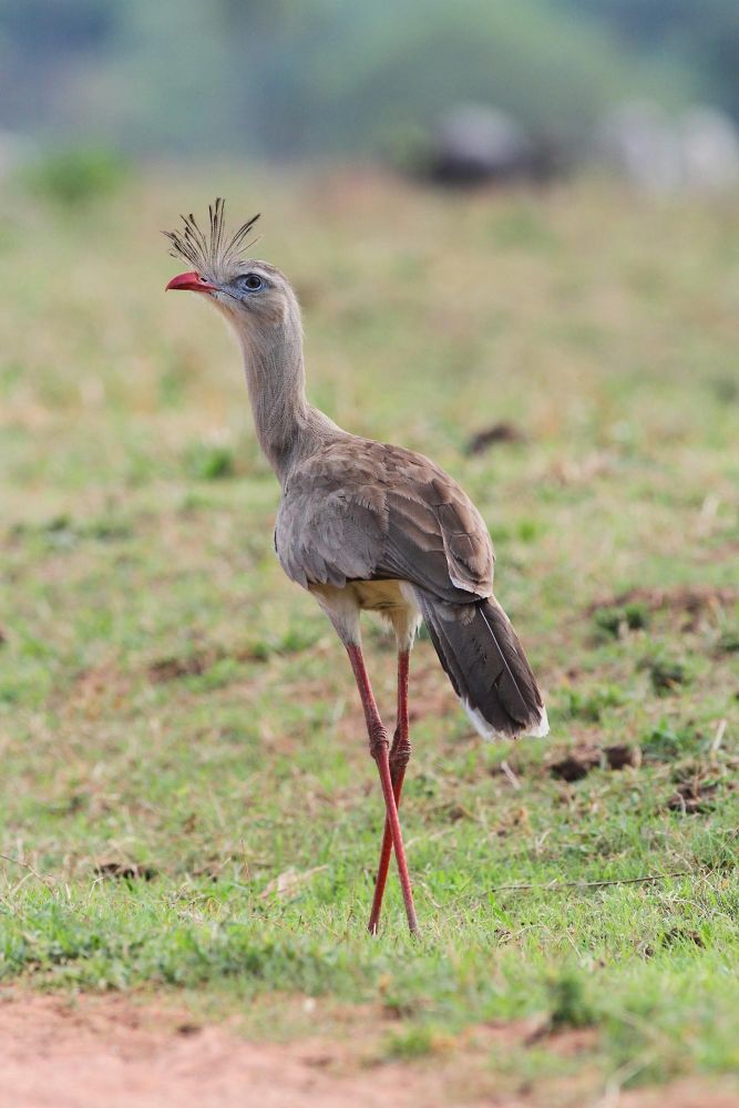 Cariama huppé