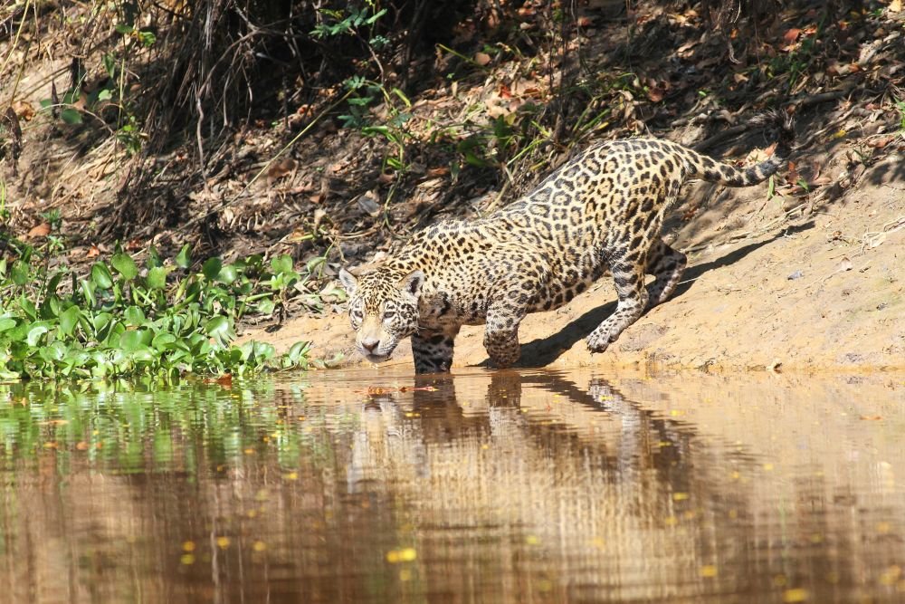 Jaguar