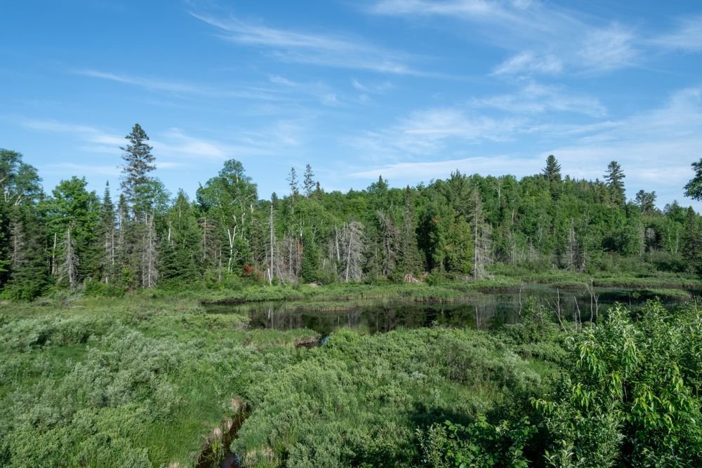 Forêt du Michigan