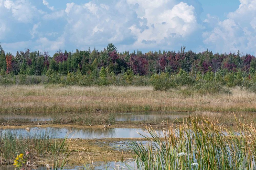 Zone humide du Michigan