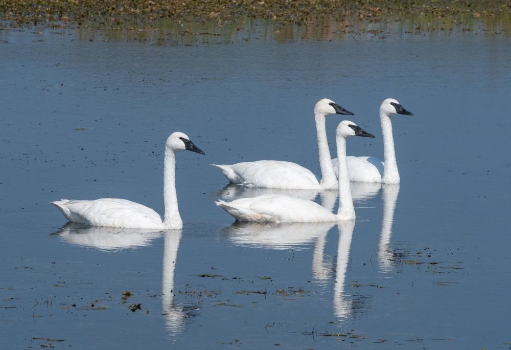 Cygne trompette