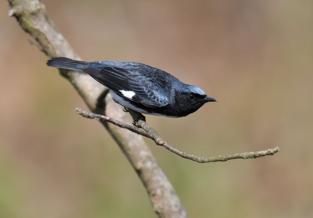 Paruline bleue