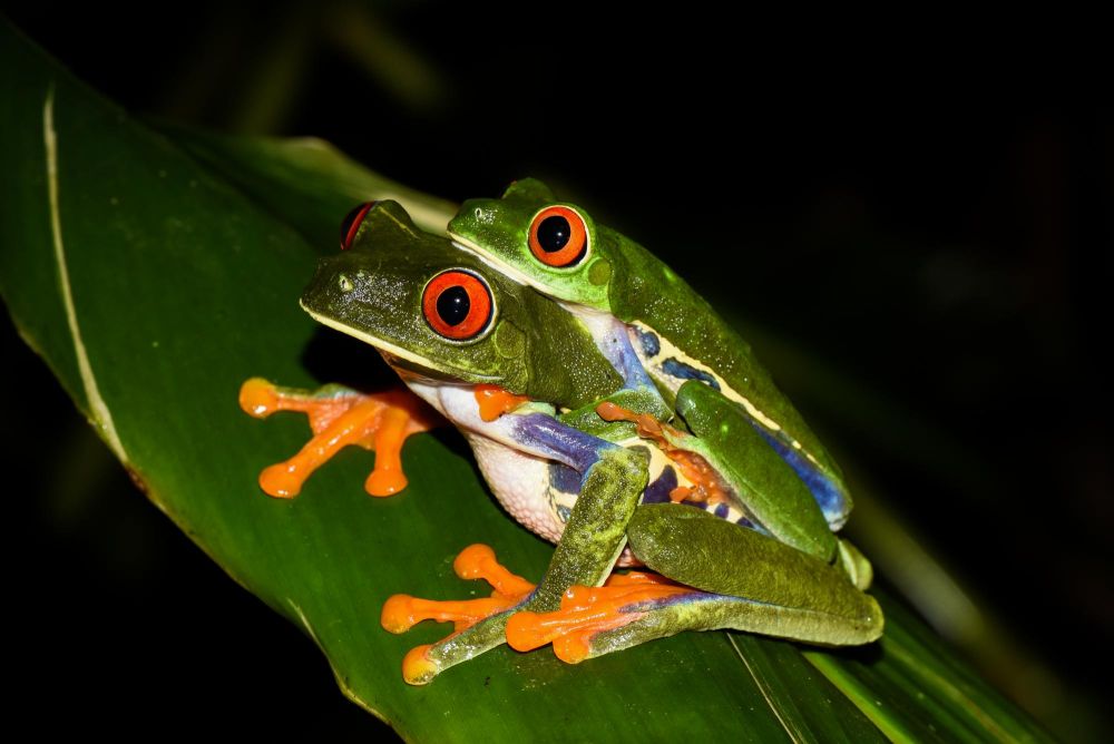 Photo voyage Costa Rica 10