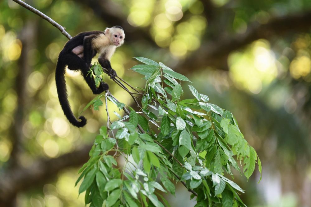 Photo voyage Costa Rica 2