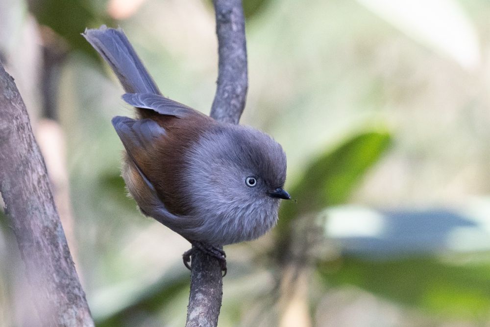 Fulvetta à gorge rayée