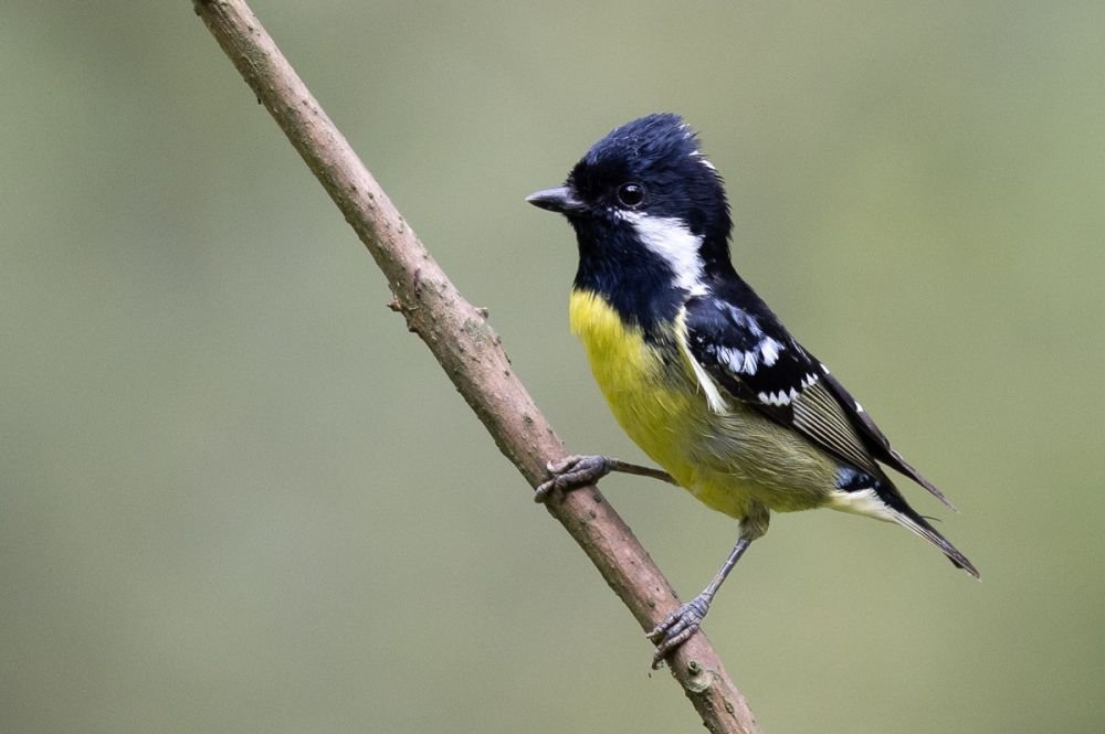 Mésange gracieuse
