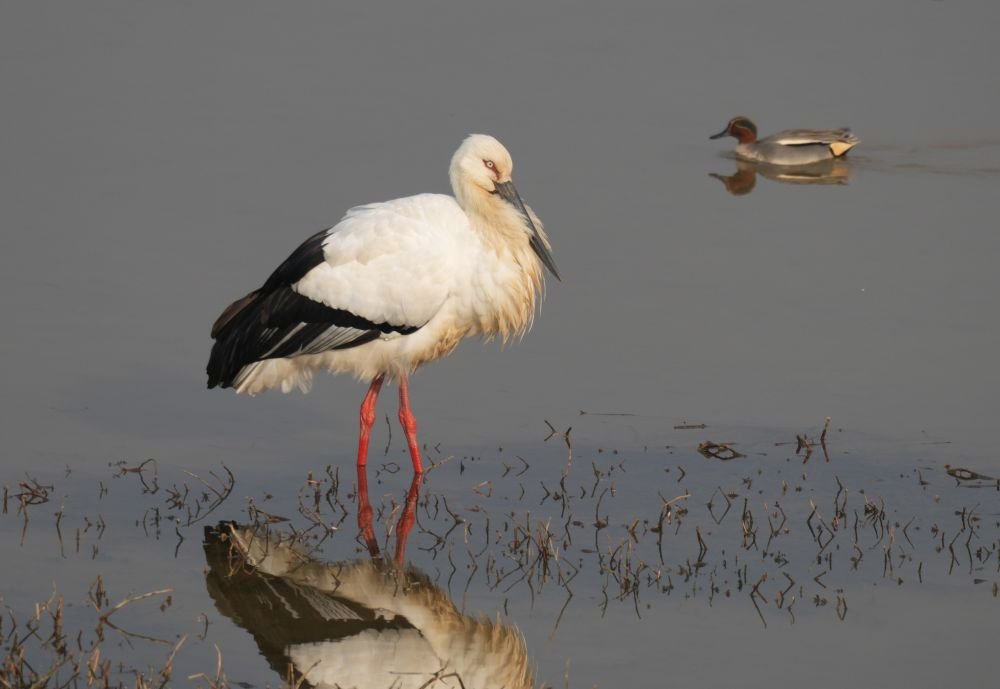 Cigogne orientale