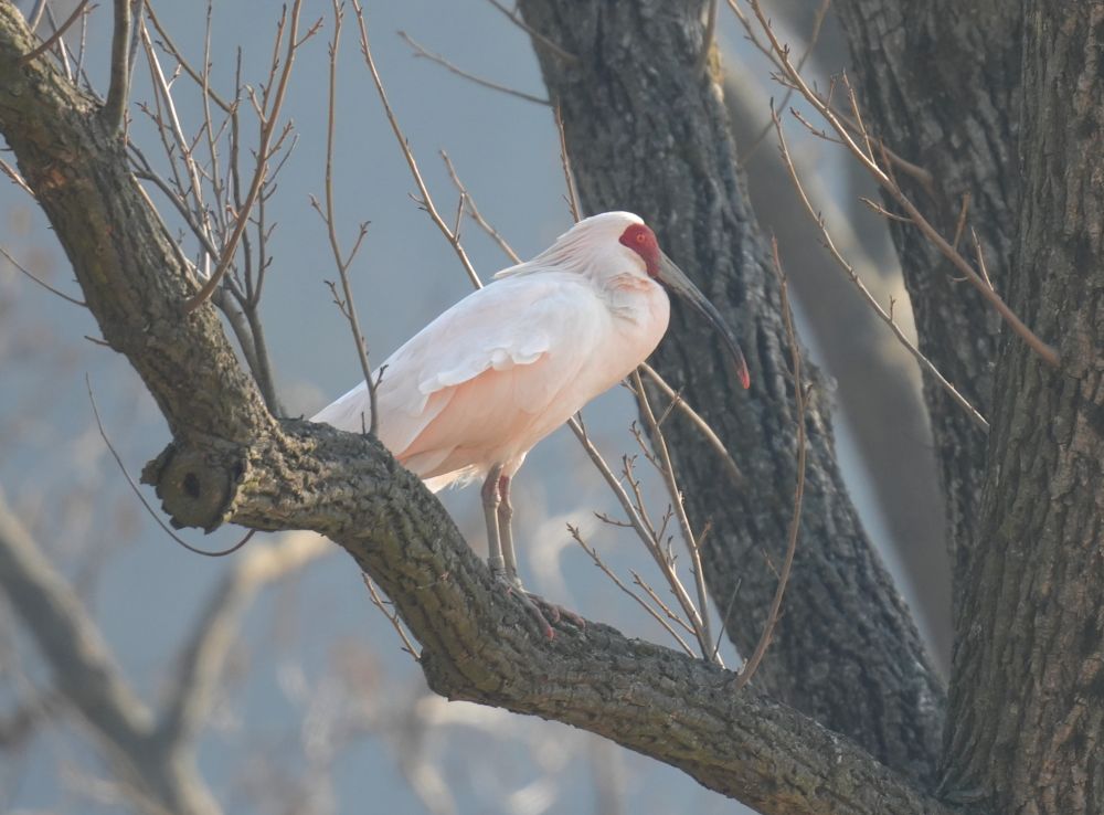 Ibis nippon