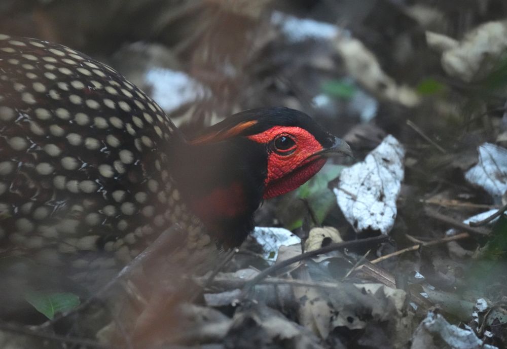 Tragopan de Cabot