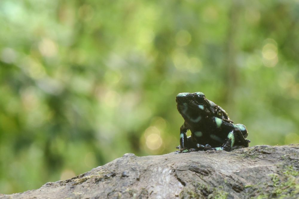 Photo voyage Costa Rica 6