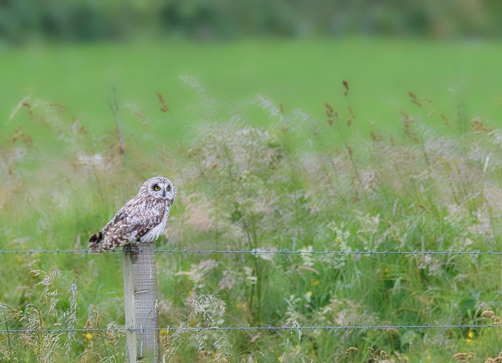 Hibou des marais