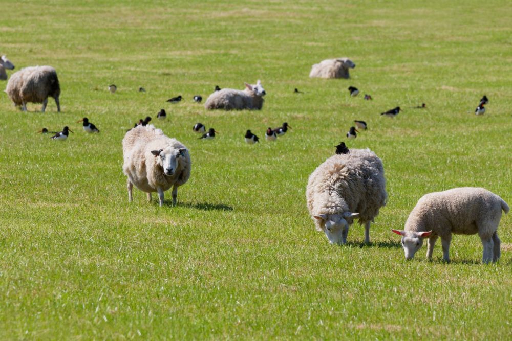 Mouton, huitrier pie et étourneau