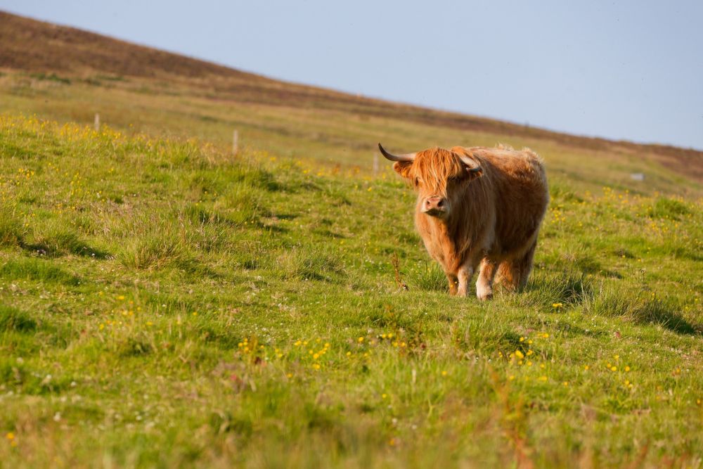Vache highland