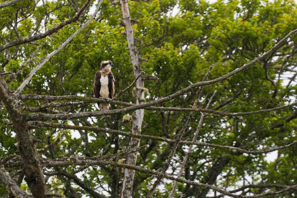 Balbuzard pêcheur