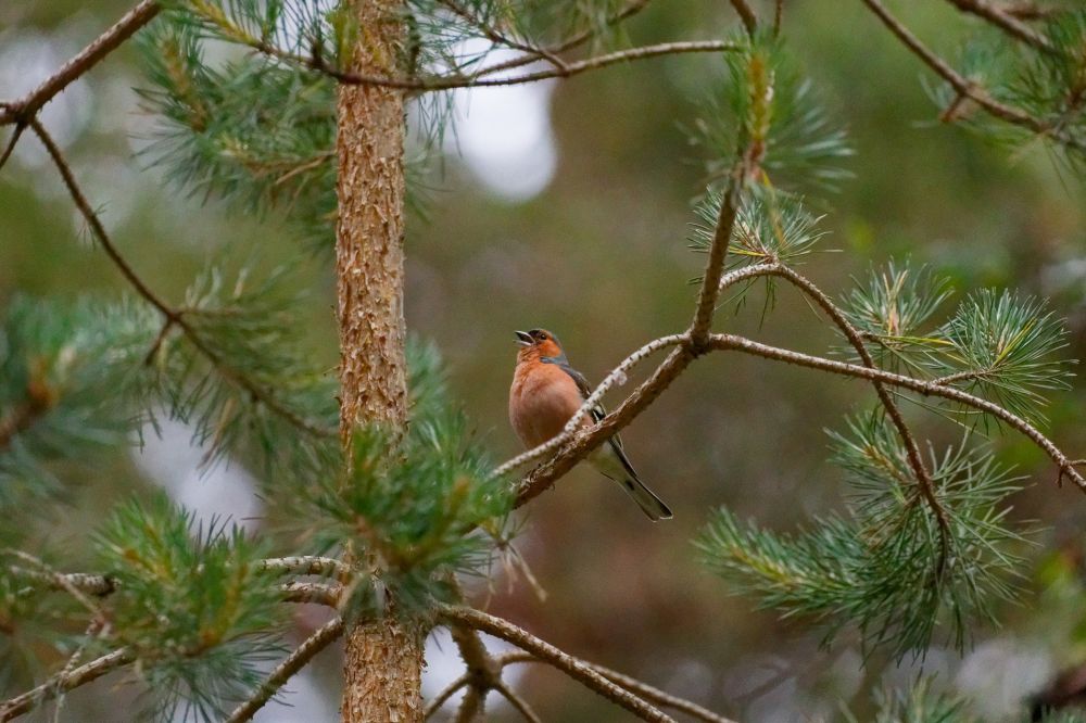 Pinson des arbres