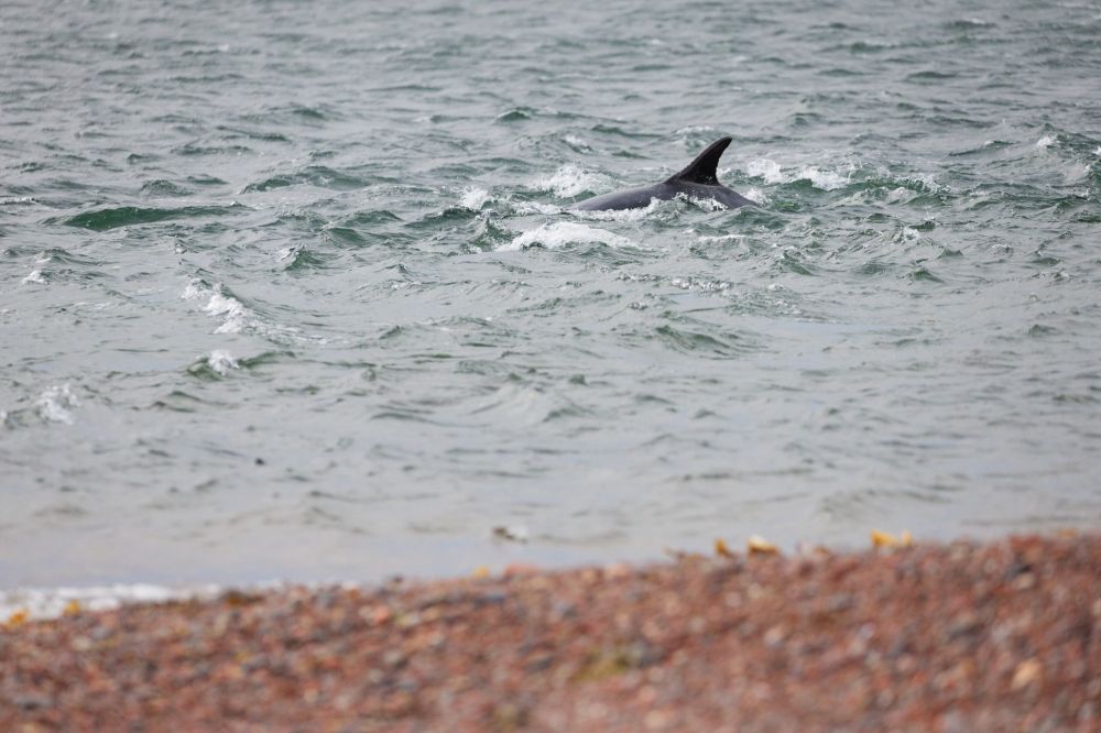 Grand dauphin proche de la plage