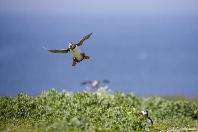 Macareux moine en vol