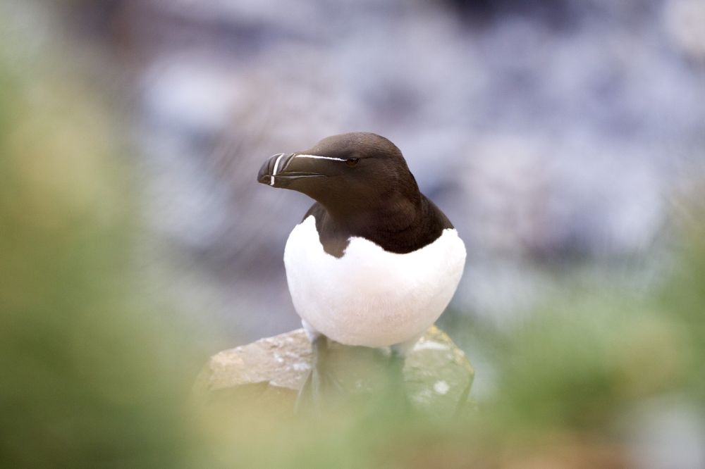Pingouin torda
