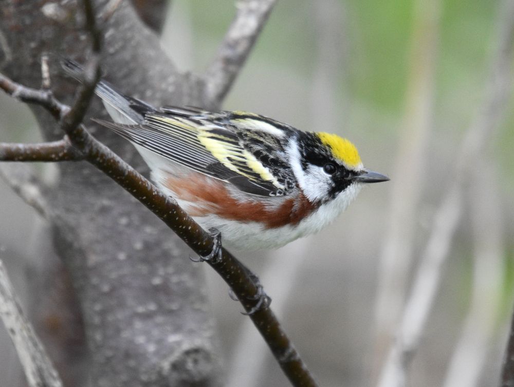 Paruline à flancs marron