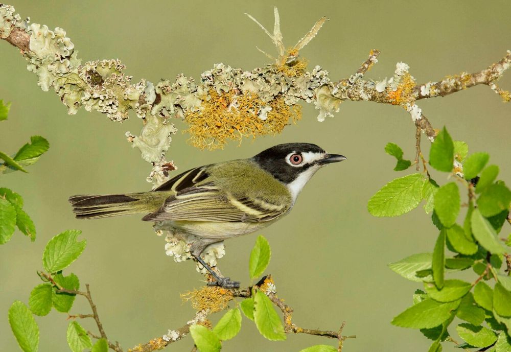Viréo à tête noire