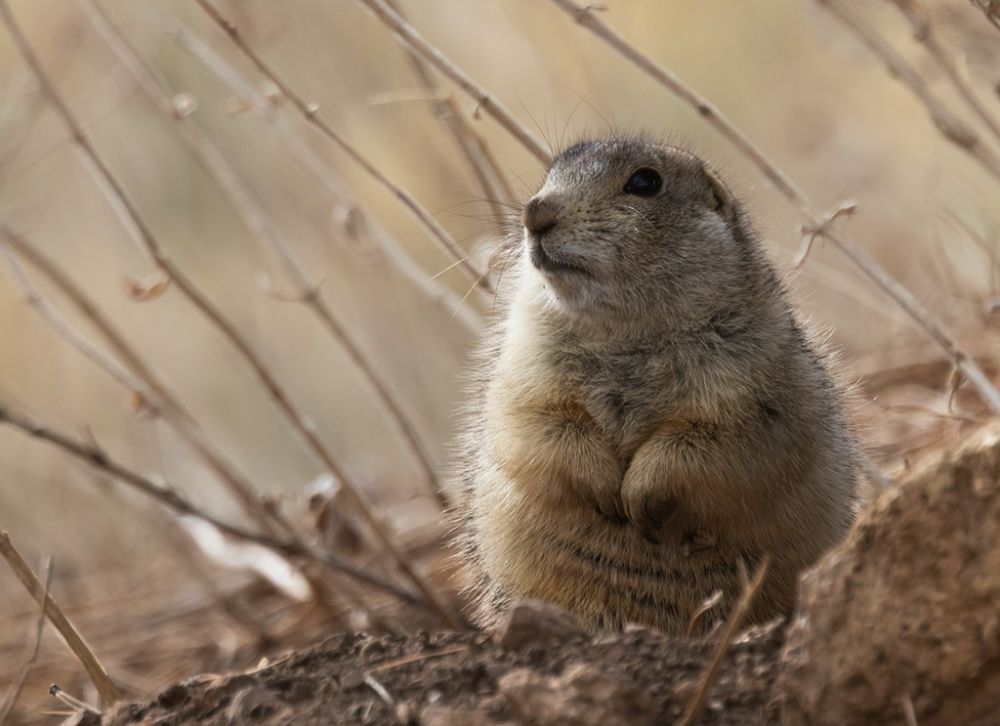 Chien de prairie