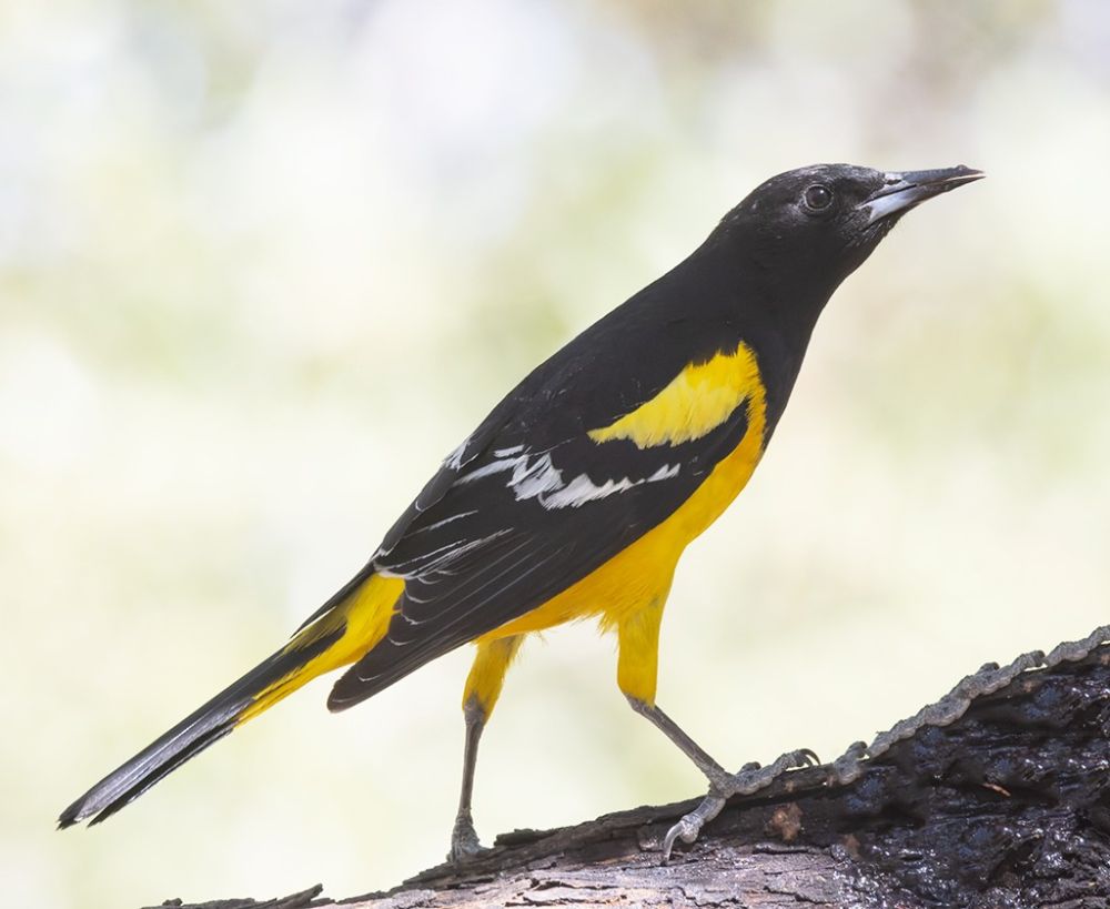 Oriole de Scott