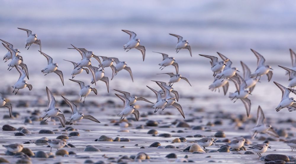 Bécasseau sanderling