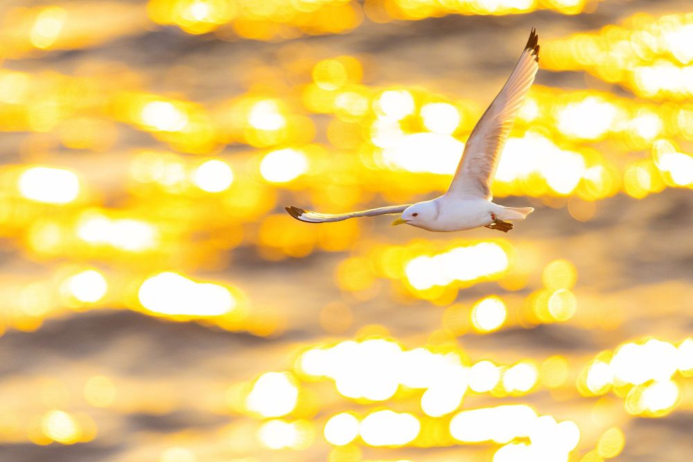 Mouette tridactyle