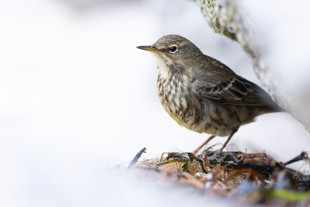 Pipit maritime