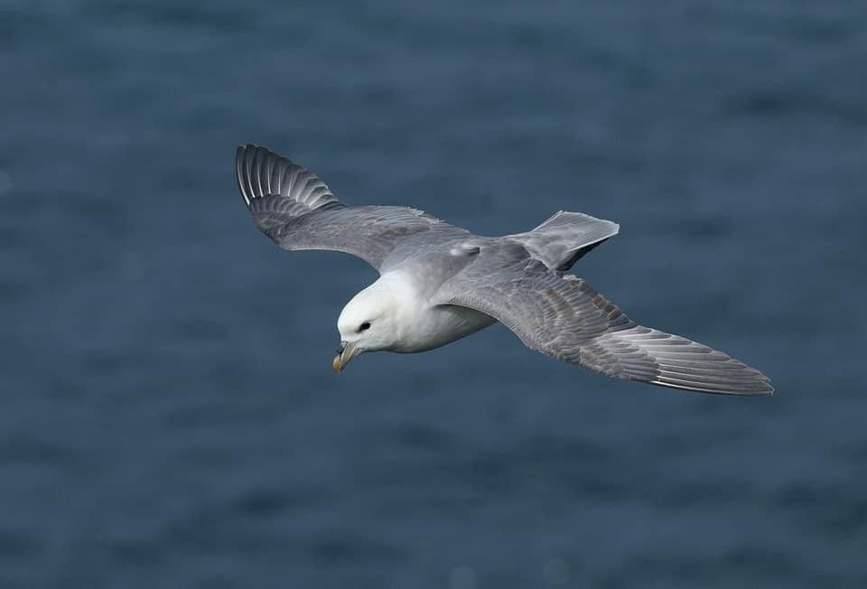Fulmar boréal