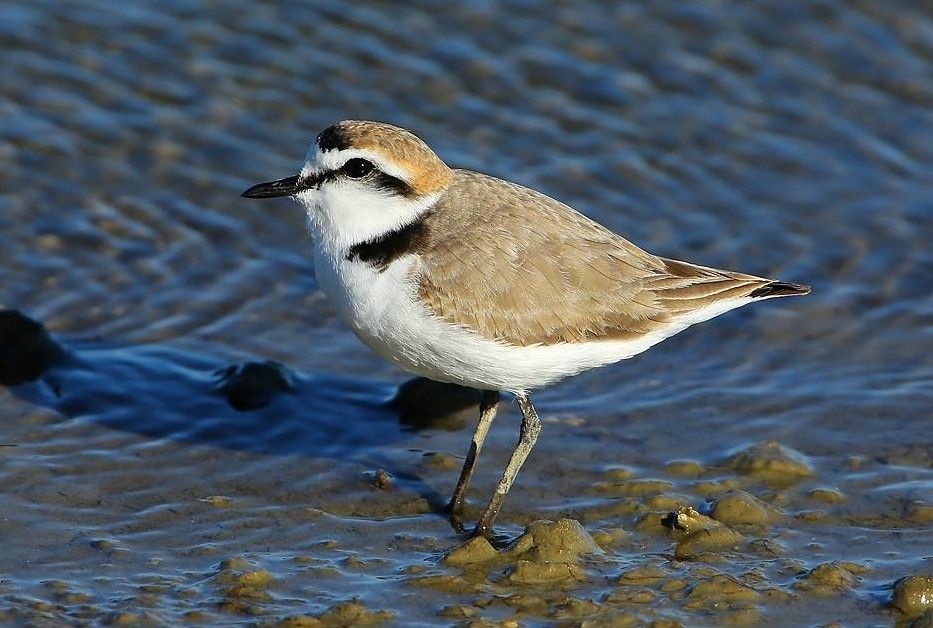 Gravelot à collier interrompu