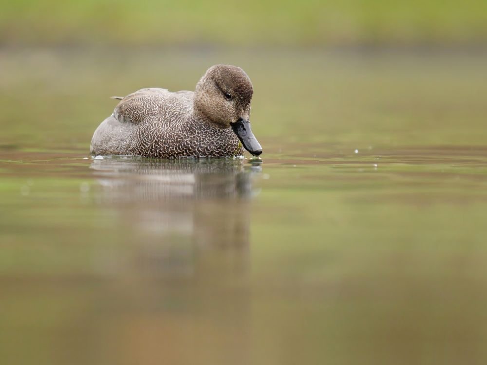 Canard chipeau