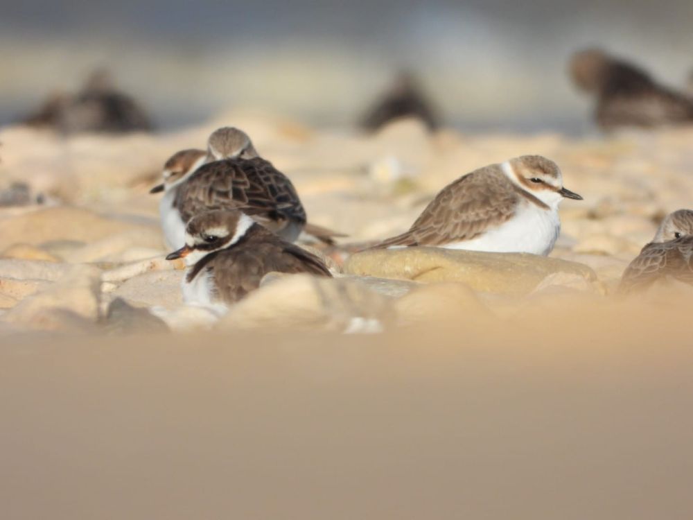 Grand gravelot, Gravelot à collier interrompu, Bécasseau variable