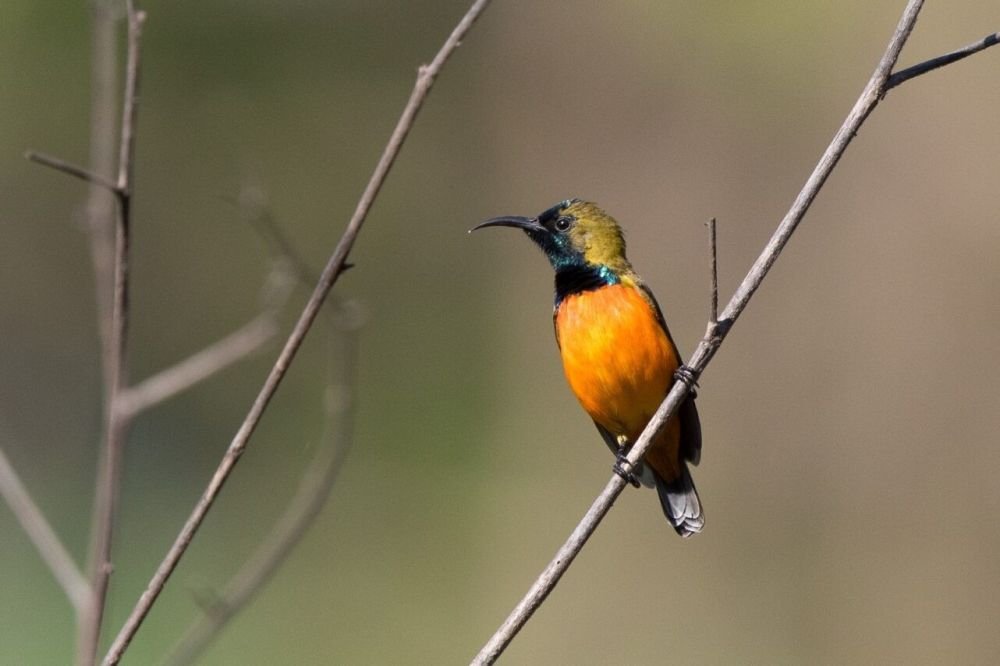 Souimanga de Timor