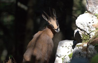 Chamois