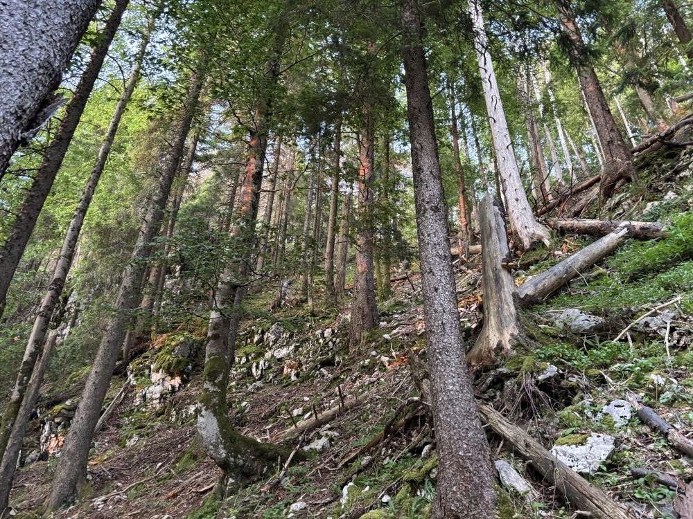 Forêt Jurasienne
