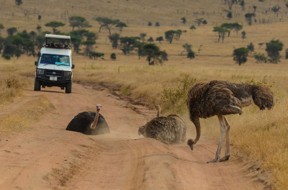 autruches cratère N'Gorongoro