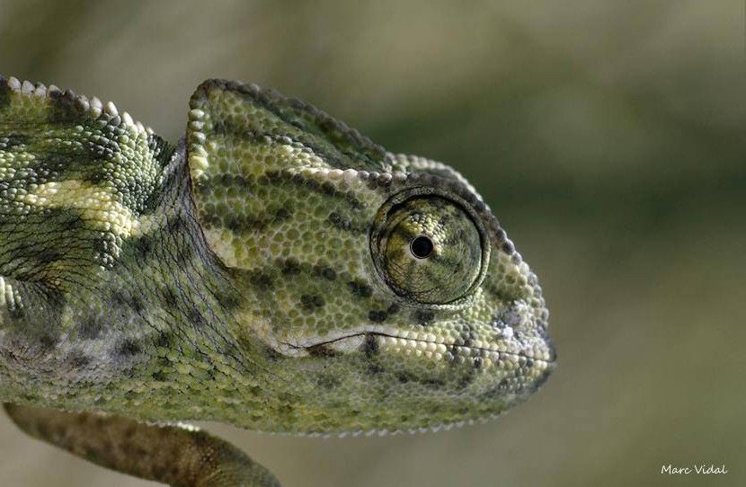 Caméléon