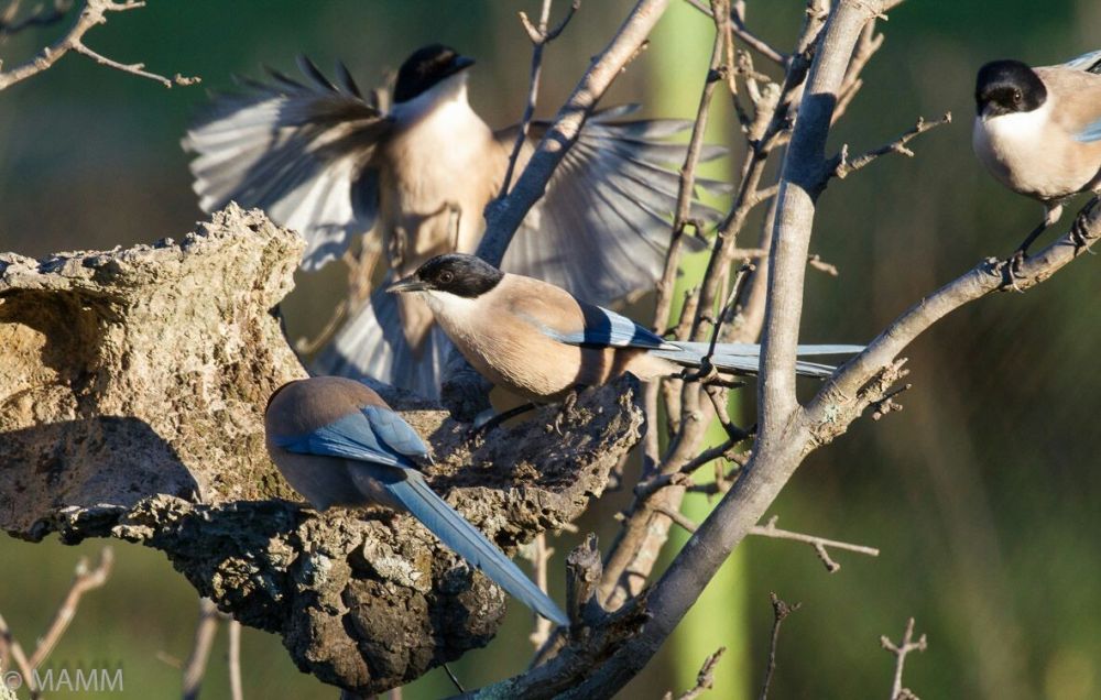 Pies bleues