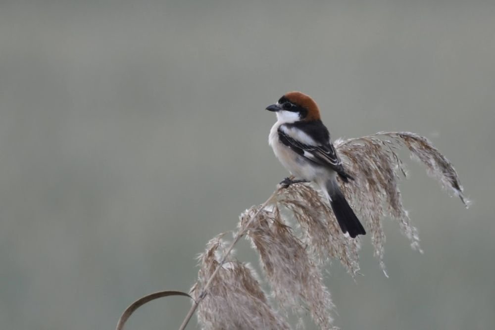 Pie grièche rousse